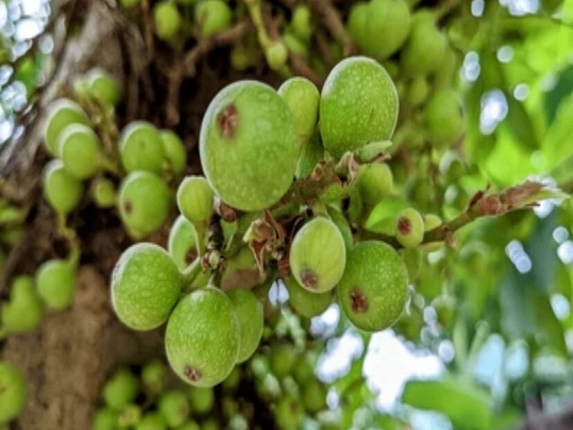 রক্তে শর্করার ভারসাম্য নিয়ন্ত্রনে ডুমুরের উপকারিতা। ডুমুর রক্তে শর্করার মাত্রা নিয়ন্ত্রণ করতে সক্ষম। এ ছাড়া এই ফলে রয়েছে উচ্চ মাত্রায় ফাইবার, যা অন্ত্রের স্বাস্থ্যরক্ষার জন্য যথেষ্ট গুরুত্বপূর্ণ। তবে পুষ্টিবিদদের মতে, শুকনো ডুমুরের মিষ্টি অনেক বেশি, তাই রক্তে শর্করা থাকলে তা বুঝে খাওয়া উচিত।