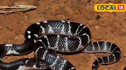 মারাত্মক বিষধর এই সাপ কামড়ালে আপনি টেরও পাবেন না, অজান্তেই এক ছোবলে হয়ে যাবেন ছবি! মারাত্মক বিষধর এই সাপ কামড়ালে আপনি টেরও পাবেন না, অজান্তেই এক ছোবলে হয়ে যাবেন ছবি!