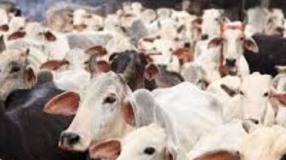 প্রতীকী ছবি৷ প্রতীকী ছবি৷