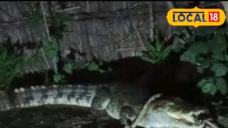 কুঁড়ে ঘরে ওত পেতে বসেছিল ভয়ঙ্কর প্রাণী! আর একটু হলেই ঘটে যেত পারত বিশাল অঘটন