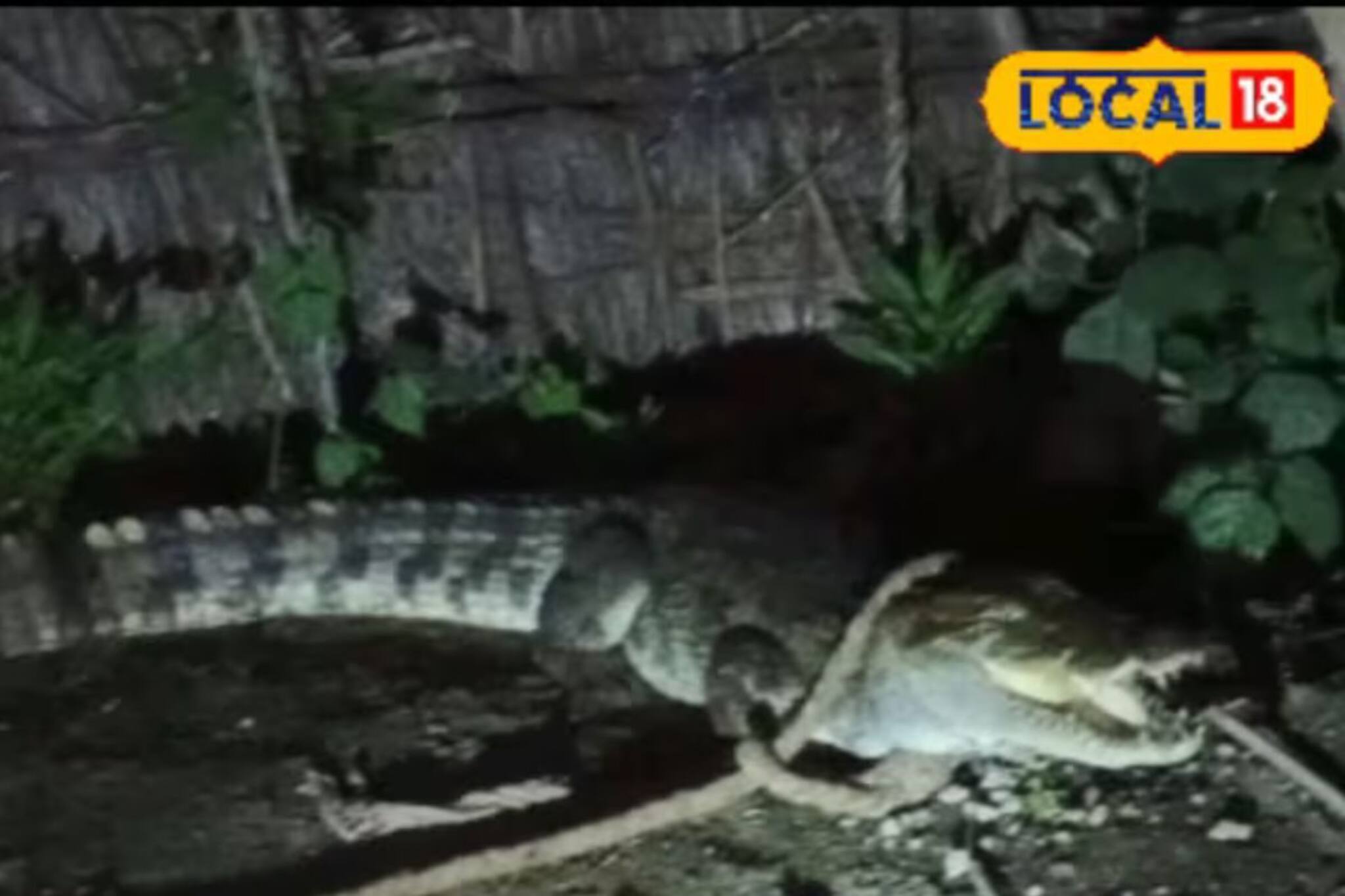 কুঁড়ে ঘরে ওত পেতে বসেছিল ভয়ঙ্কর প্রাণী! আর একটু হলেই ঘটত বিশাল অঘটন