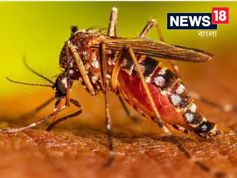 ফুলহাতা জামা পরিধান করতে হবেডেঙ্গু থেকে বাঁচার অন্যতম উপায় হল ফুল হাতা জামা পরা। ফুল হাতা জামা এবং প্যান্ট পরলে ডেঙ্গু মশা সহজে কামড়াতে পারে না। এছাড়াও হালকা রঙের জামা পড়ুন। গাঢ় রঙের জামার উপর মশারা আকর্ষিত হয়।