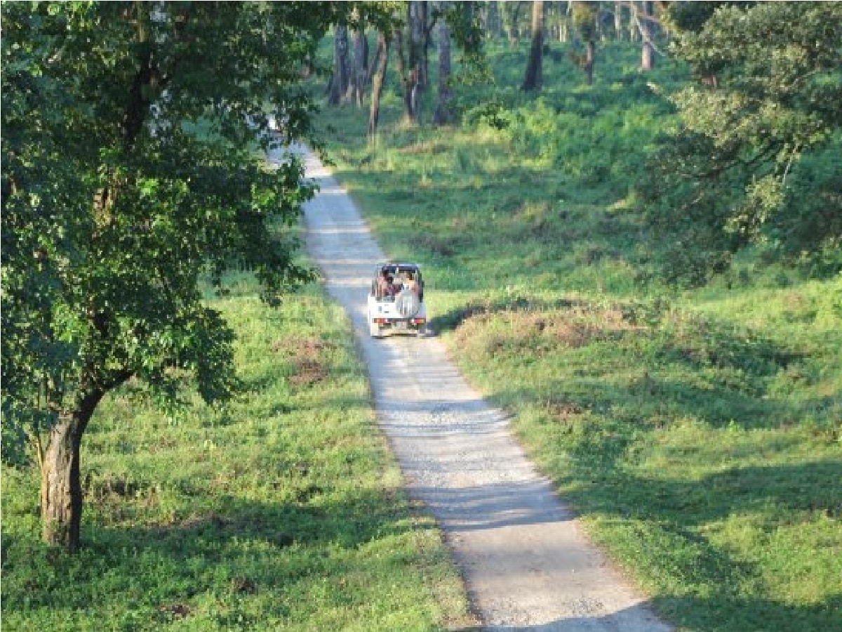 *এই আবাস কেন্দ্রে অনলাইনে বুকিং করার সুবিধা রয়েছে, এবং আগত পর্যটকরা সরাসরি এখানে এসেও বুকিং করতে পারবেন। এবার প্রশ্ন আসতেই পারে থাকার খাওয়ার ব্যবস্থা তো হল, ঘোরার জন্যে ভিউ স্পট কি কি রয়েছে? চালসার এই যুব আবাসন কেন্দ্রটি ডুয়ার্সের জঙ্গলের কাছাকাছিই রয়েছে। তাই হাতের নাগালেই পেয়ে যাবেন লাটাগুড়ি, গরুমারা, কাঠামবাড়ি, ধূপঝোড়া সহ স্থানীয় ঘন জঙ্গল ঘুরে দেখার সুযোগ। সংগৃহীত ছবি। 