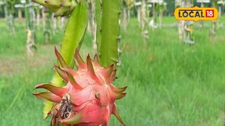 একবার এই গাছের চাষ করলে প্রচুর লাভ হবে কৃষকদের৷