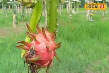 এই ফল একবার জমিতে লাগালেই ৩০ বছর লাভই লাভ, নেই পরিচর্যার খরচও