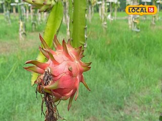 একবার এই গাছের চাষ করলে প্রচুর লাভ হবে কৃষকদের৷