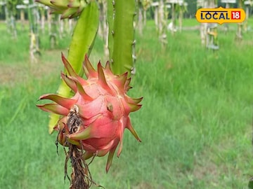 একবার এই গাছের চাষ করলে প্রচুর লাভ হবে কৃষকদের৷