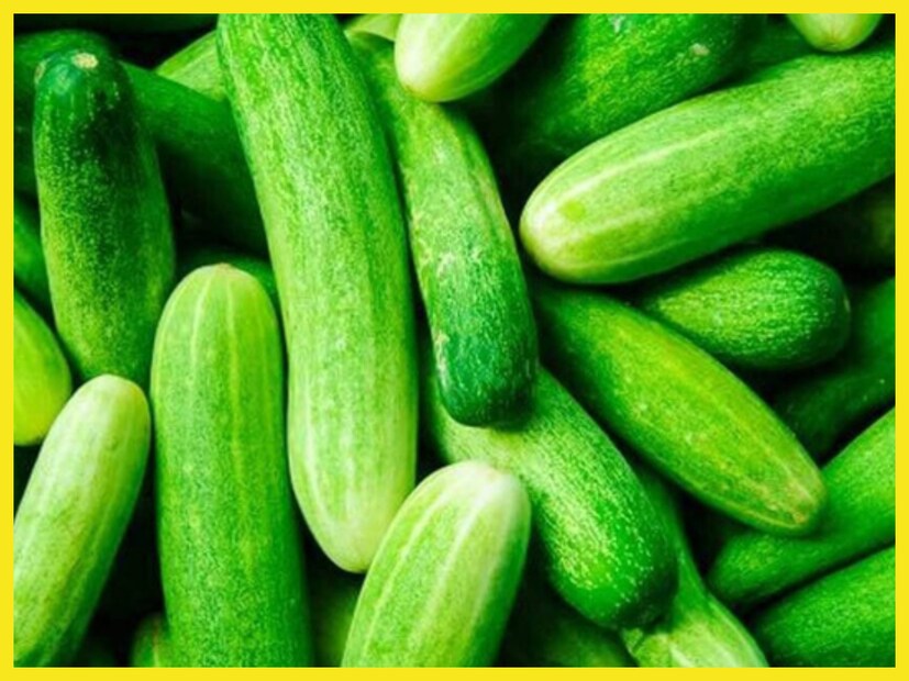 শশার দৈর্ঘ্য ৫ থেকে ৮ ইঞ্চির হয়ে থাকে ৷ শশার রস বিভিন্ন রোগের ক্ষেত্রে অত্যন্ত ভাল, শরীর থাকে অত্যন্ত পরিমাণে সুস্থ ৷ প্রতীকী ছবি ৷