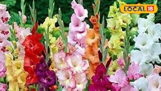 গ্ল্যাডিয়স ফুলের চাষে সরকারের তরফে মিলছে দারুণ সুবিধা৷ গ্ল্যাডিয়স ফুলের চাষে সরকারের তরফে মিলছে দারুণ সুবিধা৷