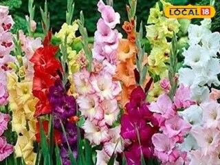 গ্ল্যাডিয়স ফুলের চাষে সরকারের তরফে মিলছে দারুণ সুবিধা৷