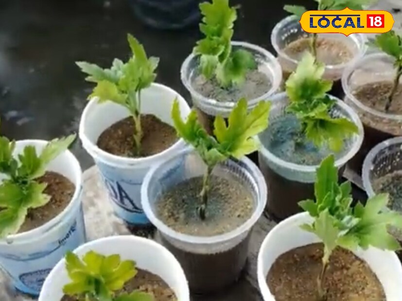 বর্ষার পর এবং শীতের ঠিক আগে আমাদের বাগান আলো করে যে ফুলটি দীর্ঘ কয়েক মাস ধরে ফুটে থাকে তা হল চন্দ্রমল্লিকা। শীতের ফুল গাছ বলতে যার কথা সবার আগে উঠে আসে সেটি হল চন্দ্রমল্লিকা।