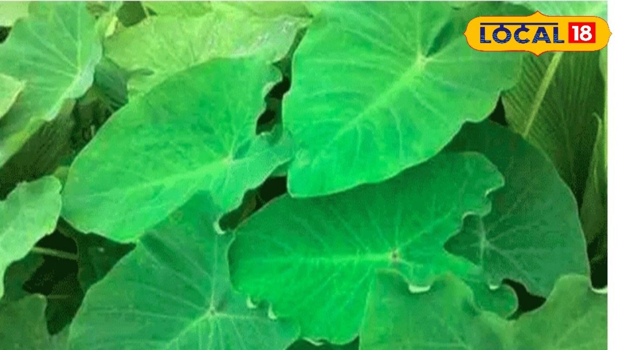 দশ টাকার শাকে লাখ টাকার ওষুধ, পটাশিয়ামে ঠাঁসা, যব্দ করে কোলেস্টেরল, হার্টের অসুখ