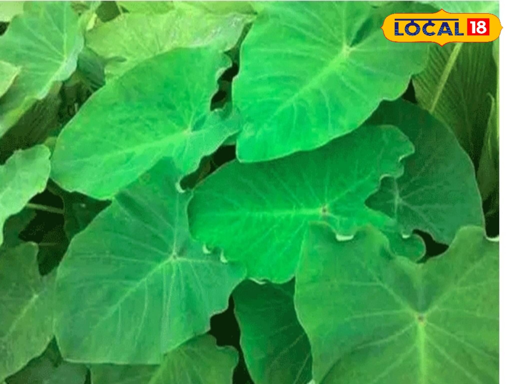 দশ টাকার শাকে লাখ টাকার ওষুধ, পটাশিয়ামে ঠাঁসা, যব্দ করে কোলেস্টেরল, হার্টের অসুখ