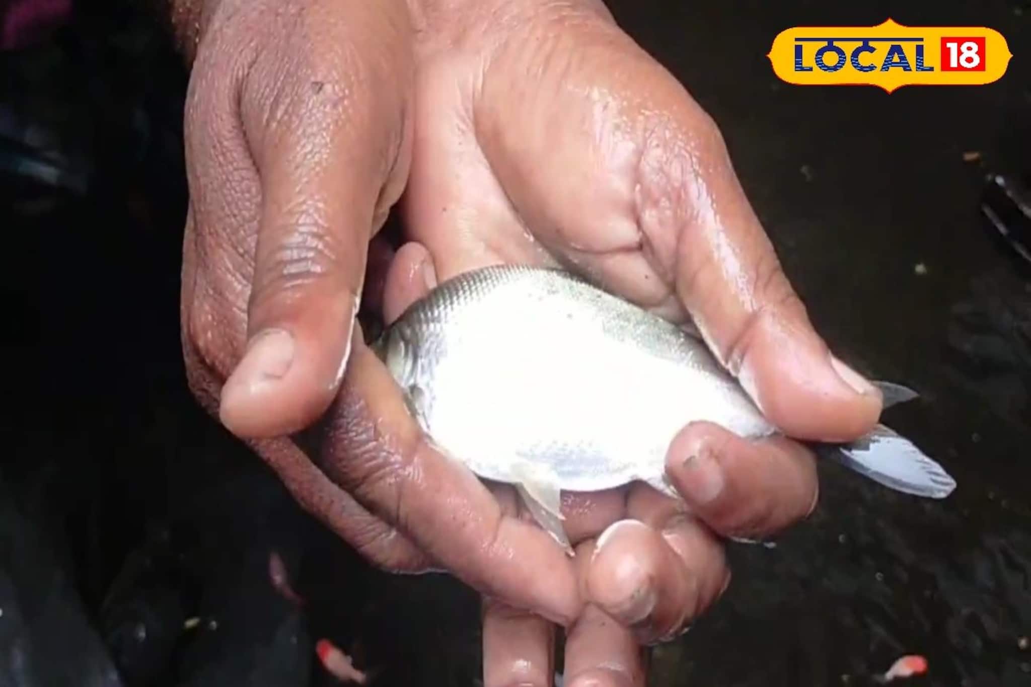 বাড়িতেই হবে ইলিশ! স্বাদের খাজানা,সঙ্গে সঙ্গে কাঁড়ি কাঁড়ি টাকা আয় করার সুযোগ