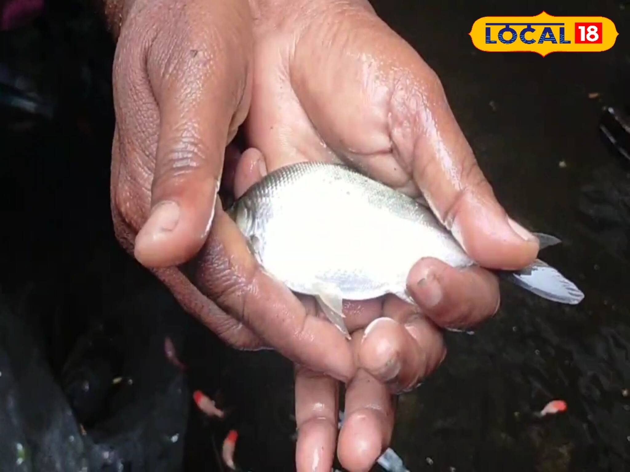 বাড়িতেই হবে ইলিশ! স্বাদের খাজানা,সঙ্গে সঙ্গে কাঁড়ি কাঁড়ি টাকা আয় করার সুযোগ