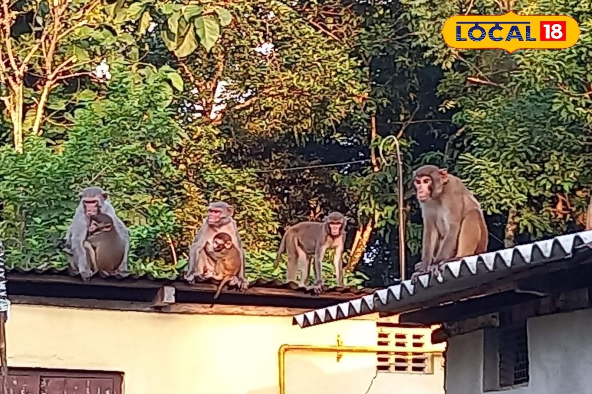 ছাদে শুকাতে দেওয়া মশারিতে আটকে গেল ছানা! গোটা বাড়ির দখল নিল বাঁদরের দল! তারপর..