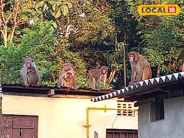 হনুমানের
