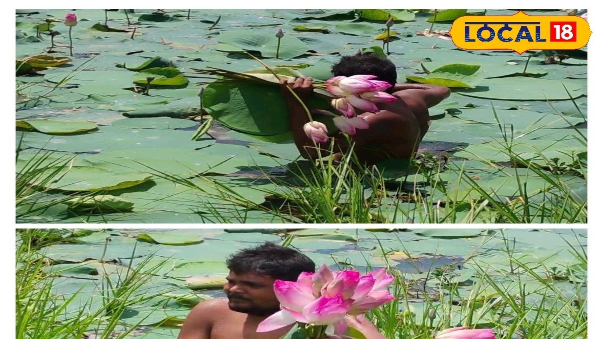 পদ্ম ফুল থেকে মালামাল হবেন সহজেই ! দেখে নিন কী করতে হবে