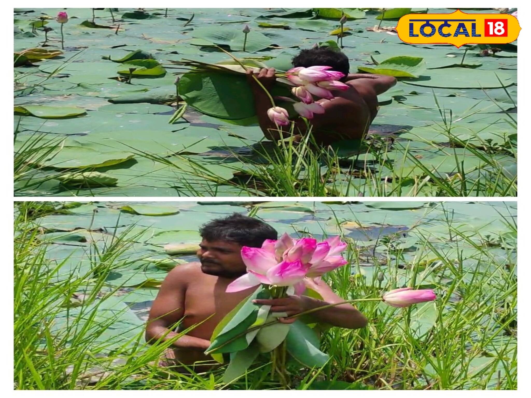 পদ্ম ফুল থেকে মালামাল হবেন সহজেই ! দেখে নিন কী করতে হবে