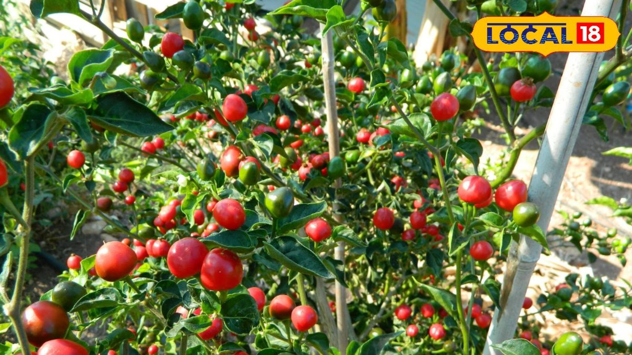 বিশেষ এই লঙ্কা পথ দেখাচ্ছে রোজগারের, পকেটে উপচে পড়বে টাকা