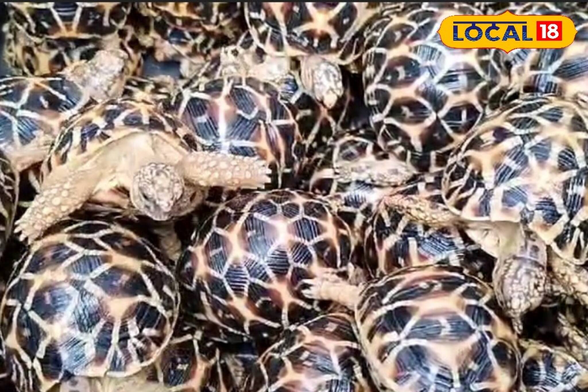 এবার সীমান্তে উদ্ধার বিপুল পরিমাণে বিরল প্রাজাতির কচ্ছপ