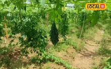 হাতির হানা থেকে সবজি রক্ষা করতে চাষে আমূল পরিবর্তন জঙ্গলমহলের চাষিদের 