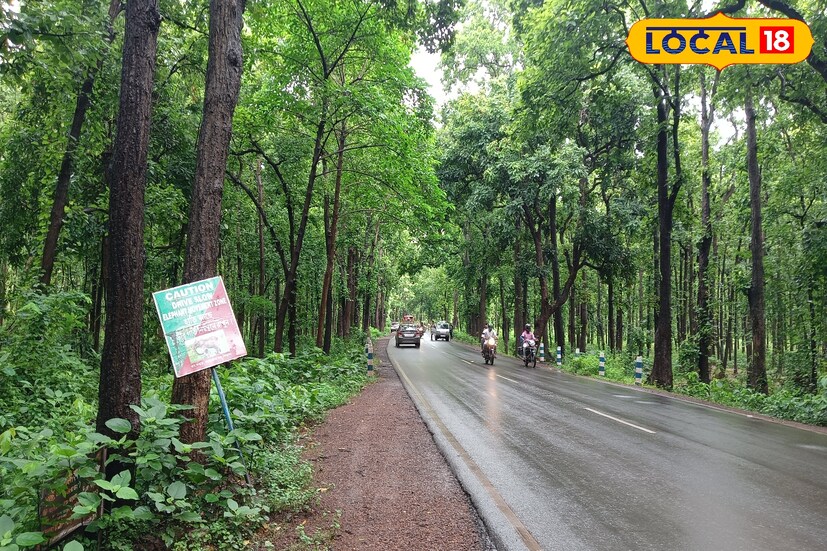 অরণ্য সুন্দরী তথা ঝাড়গ্রাম বেড়াতে আসলে এই বৃষ্টির সময় দেখতে একেবারেই ভুলবেন না অরণ্য সুন্দরীর প্রবেশপথ কলাবনির জঙ্গলের এই অপরূপ সৌন্দর্য।।