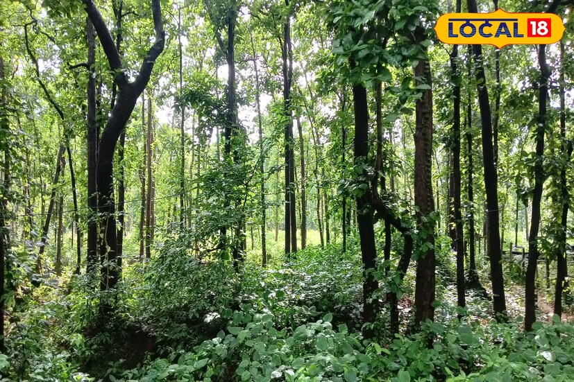 বর্ষায় অরণ্য সুন্দরীর শাল জঙ্গল ধারণ করেছে তার প্রকৃত চেহারা। সবুজ হয়ে উঠেছে প্রতিটি গাছের পাতা। দিনের বেলাতেও সবুজ পাতার ঘনত্বে অন্ধকার গ্রাস করছে জঙ্গলের মাটি।