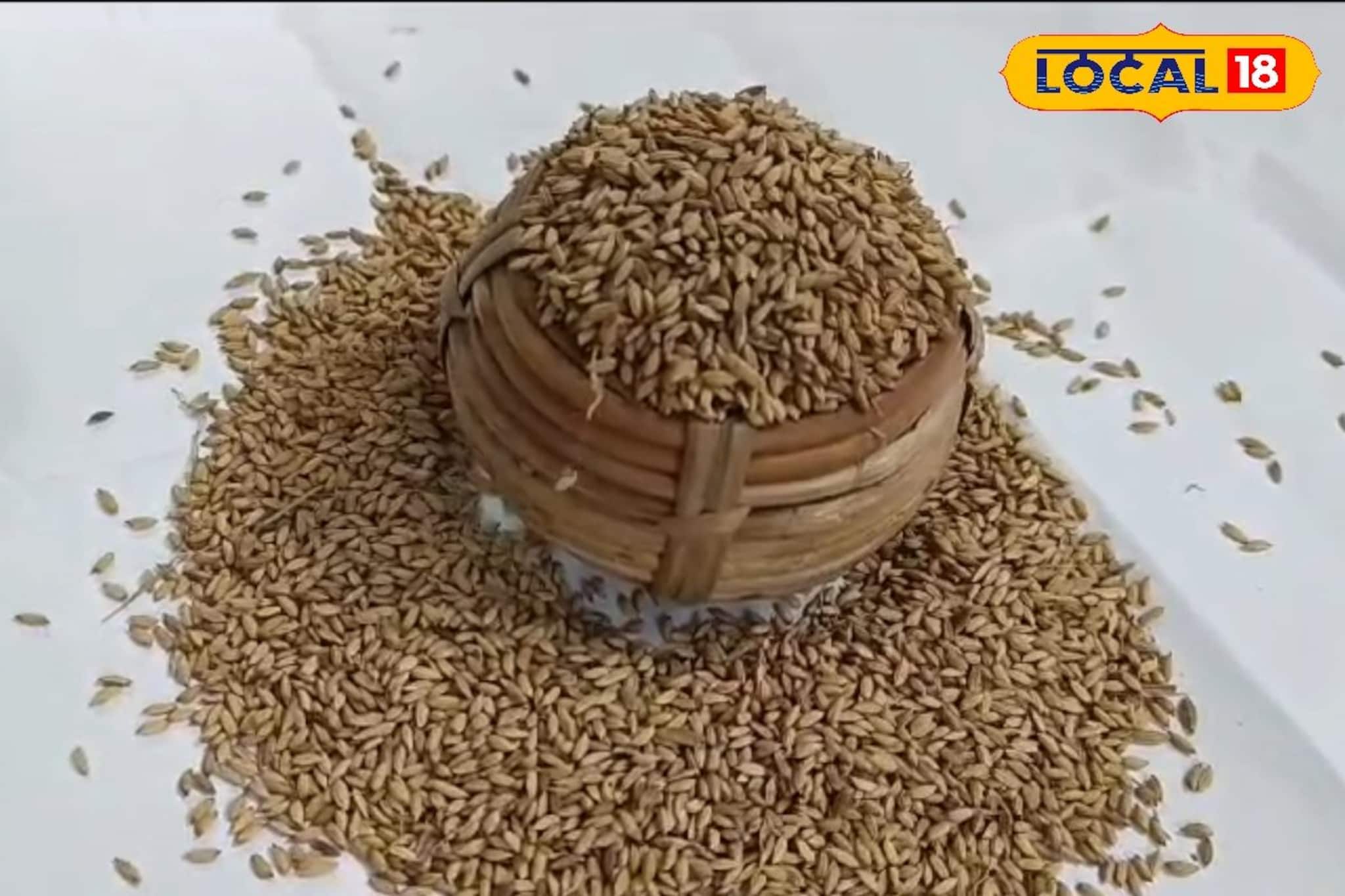 স্বাদেগন্ধে তুলাইপঞ্জি, গোবিন্দভোগের মতোই! আহারে বাহারে বাজিমাত রাধাতিলক চালের