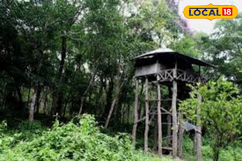 চিলাপাতাঃ জলদাপাড়া জাতীয় উদ্যান ও বক্সা জাতীয় উদ্যানের মধ্যবর্তী হাতি করিডোর চিলাপাতা একটি ঘন বনভূমি। এটি হাসিমারা শহর থেকে সামান্য দূরে এবং আলিপুরদুয়ার থেকে প্রায় ২০ কিলোমিটার দূরে অবস্থিত। বন্যপ্রাণী ফটোগ্রাফার এবং অ্যাডভেঞ্চার সন্ধানকারীদের জন্যে সেরা ঠিকানা। ঘন বনের অভ্যন্তরের পরিবেশের স্বাদ উপভোগ করেন। চিলাপাতাঃ জলদাপাড়া জাতীয় উদ্যান ও বক্সা জাতীয় উদ্যানের মধ্যবর্তী হাতি করিডোর চিলাপাতা একটি ঘন বনভূমি। এটি হাসিমারা শহর থেকে সামান্য দূরে এবং আলিপুরদুয়ার থেকে প্রায় ২০ কিলোমিটার দূরে অবস্থিত। বন্যপ্রাণী ফটোগ্রাফার এবং অ্যাডভেঞ্চার সন্ধানকারীদের জন্যে সেরা ঠিকানা। ঘন বনের অভ্যন্তরের পরিবেশের স্বাদ উপভোগ করেন।