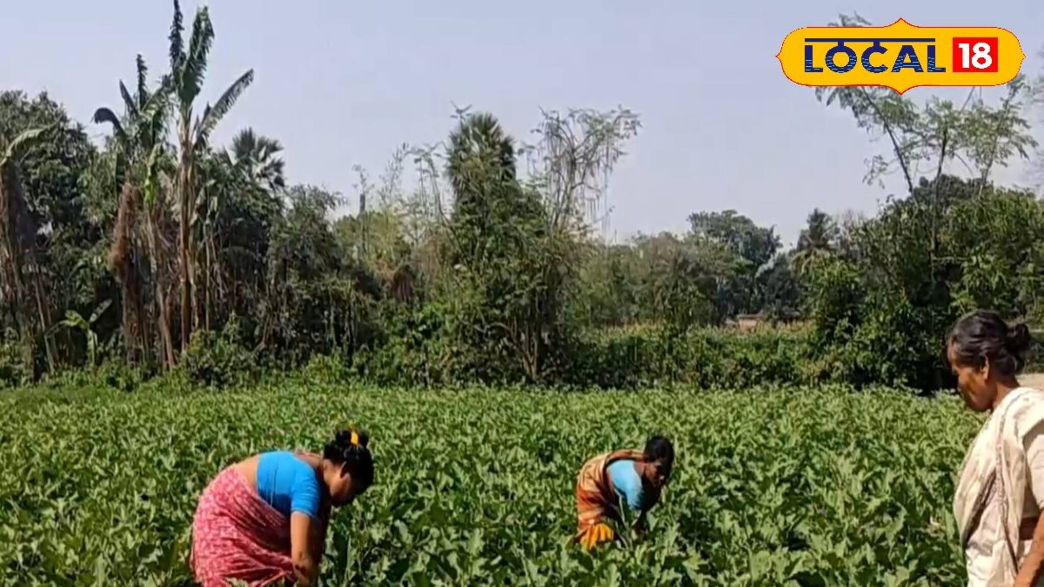 অল্প জায়গায় বাগান করেই গুচ্ছ গুচ্ছ টাকা রোজগার করছেন মহিলারা