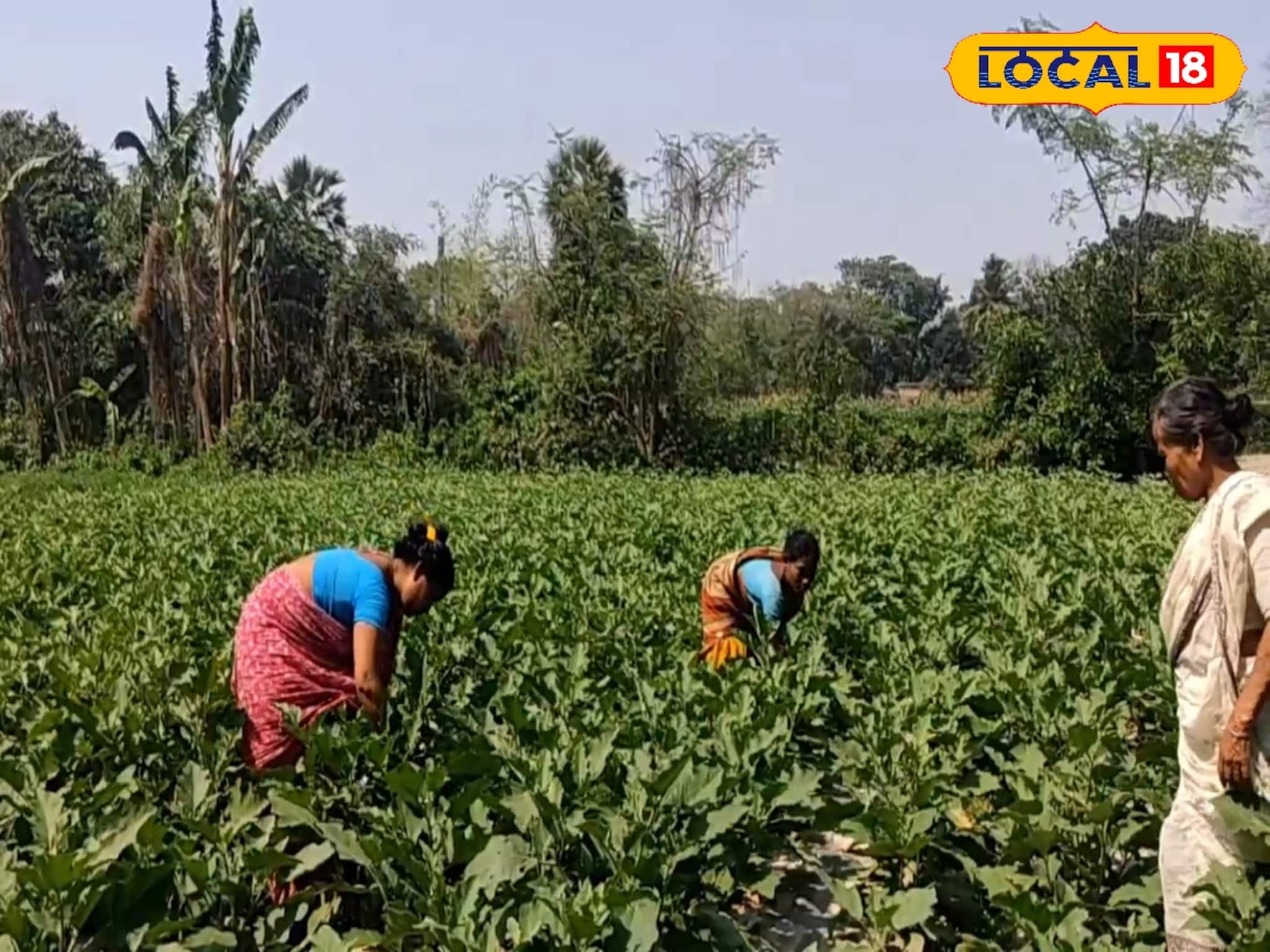 অল্প জায়গায় বাগান করেই গুচ্ছ গুচ্ছ টাকা রোজগার করছেন মহিলারা
