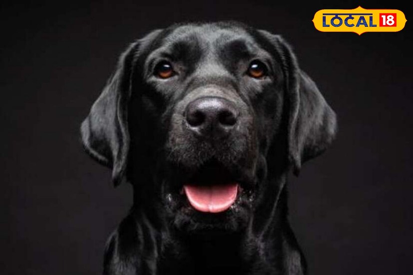 শনিবার কালো কুকুরকে খাওয়ালে শনি, রাহু ও কেতুর কুনজর থেকে দূরে থাকবেন আপনি। রোজ কুকুরকে খাওয়ালে কাটে বেশ কিছু গ্রহদশা। জ্যোতিষমতে শনির অবস্থান যদি শক্তিশালী হয় তবে বাণিজ্য ও রাজনীতিতে উন্নতি হয়। রোজ কুকুরকে খাওয়ালে কালসর্প দশা কাটে বলেও দাবি জ্যোতিষীদের।