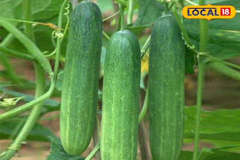 শসা স্বাস্থ্যের জন্য দারুণ উপকারী,এ ব্যাপারে কোনও সন্দেহই নেই। স্যালাডে শসা মাস্ট। এতে প্রচুর পরিমাণে ভিটামিন ও খনিজ পাওয়া যায়,সেই সঙ্গে জলের পরিমাণও বেশি যা শরীরকে আদ্র রাখতে সাহায্য করে। কিন্তু অনেকেই ভুল সময়ে শশা খেয়ে থাকেন আর তাতেই হীতে বিপরীত হয়। দিনের কোন সময়ে শসা খাবেন? জানাচ্ছেন ডাক্তার শুভাশিস রায়।