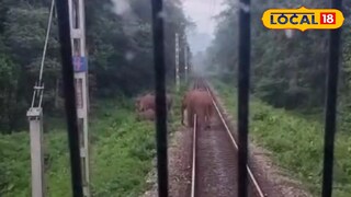 রেল লাইন হাতি রেল লাইন হাতি