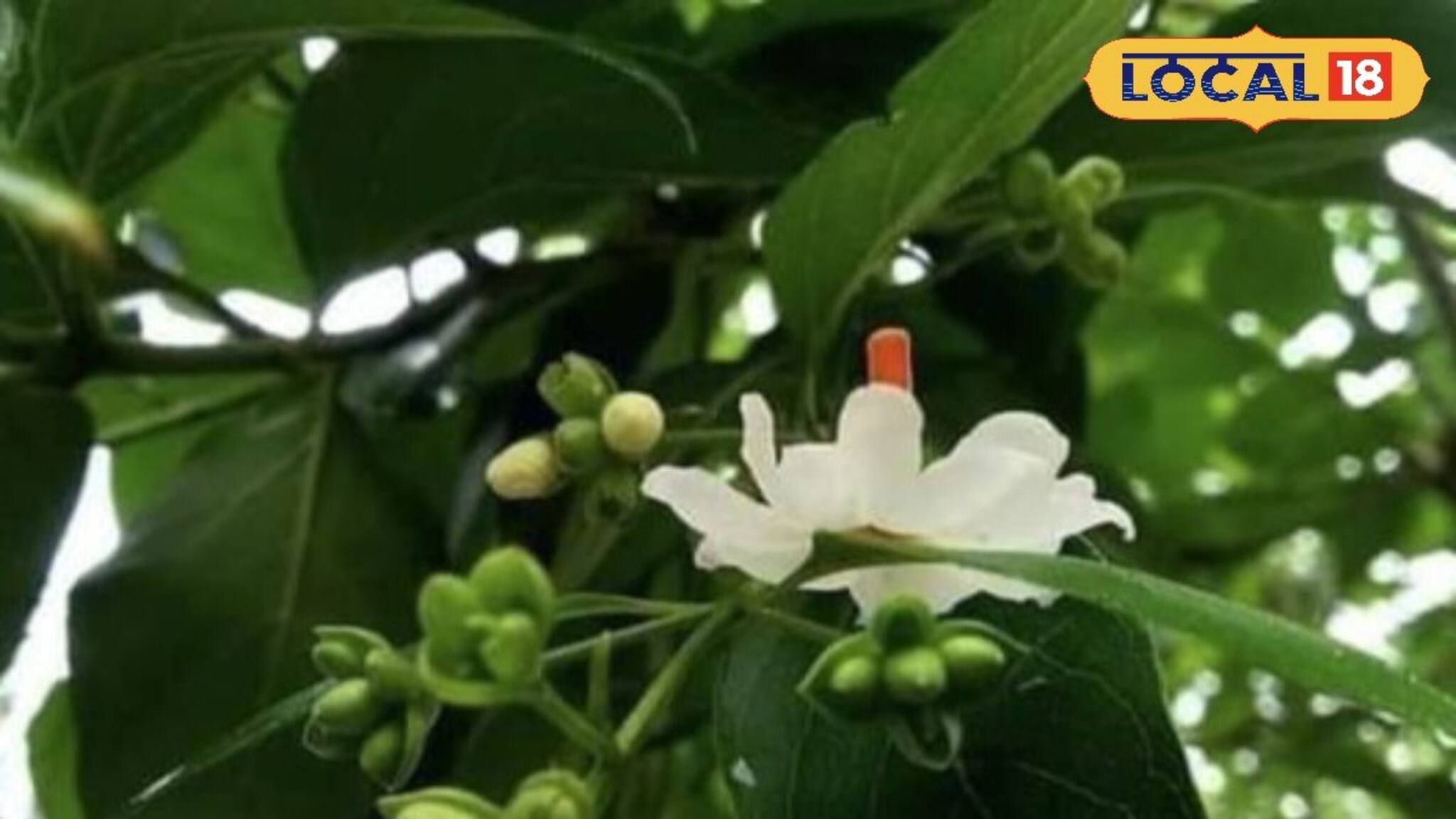 মাত্র এক মাস পাওয়া যায়! ‘এই’ গাছের পাতা-ফুল ওষুধের অফুরন্ত ভান্ডার!