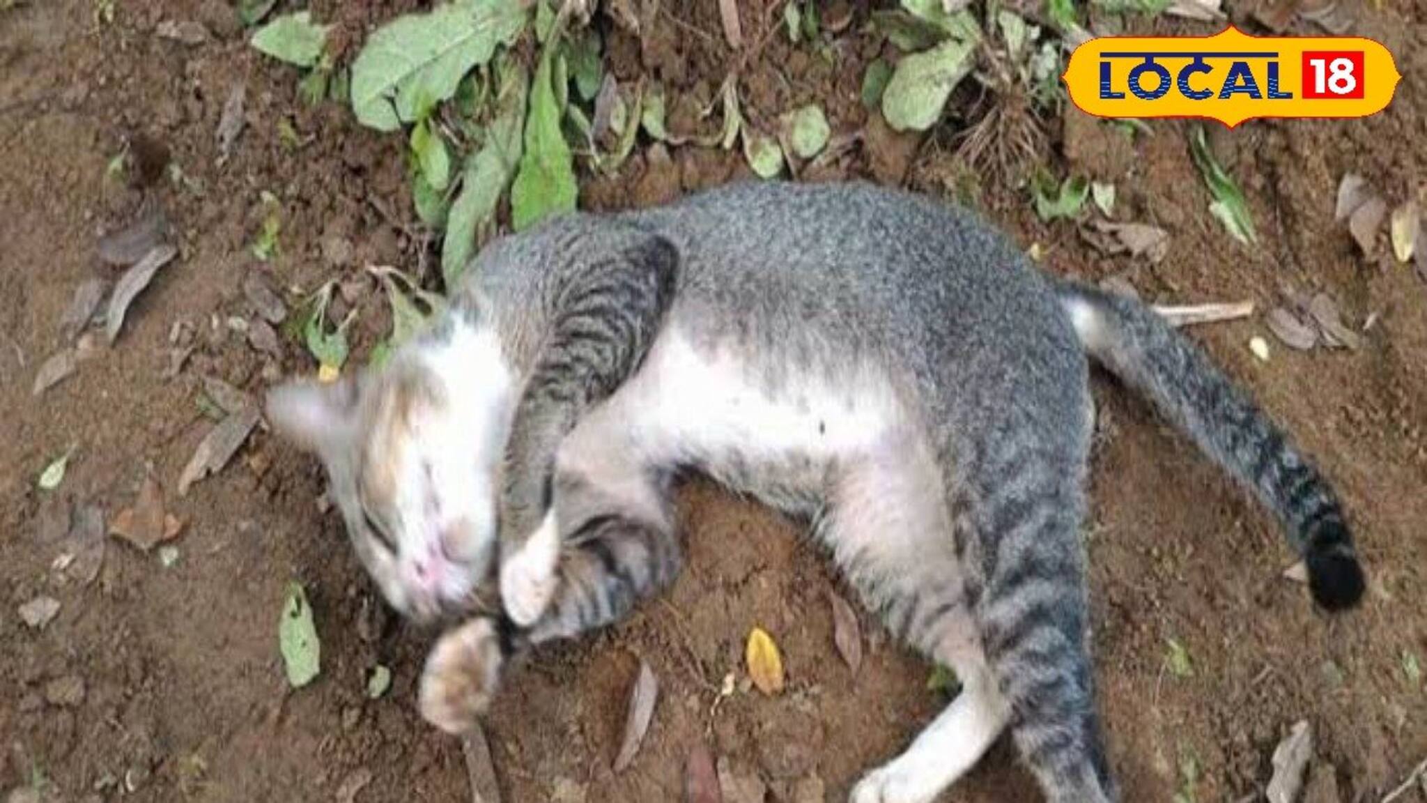 পোষ্য বিড়ালকে খুন করার অভি‌যোগ! হচ্ছে ময়না তদন্ত! তুলকালাম রায়গঞ্জে