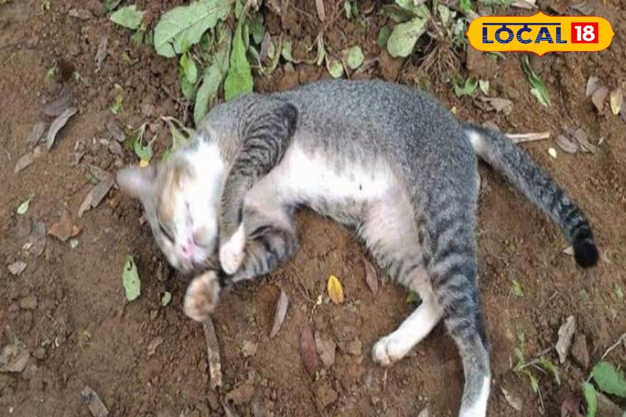 পোষ্য বিড়ালকে খুন করার অভি‌যোগ! হচ্ছে ময়না তদন্ত! তুলকালাম রায়গঞ্জে