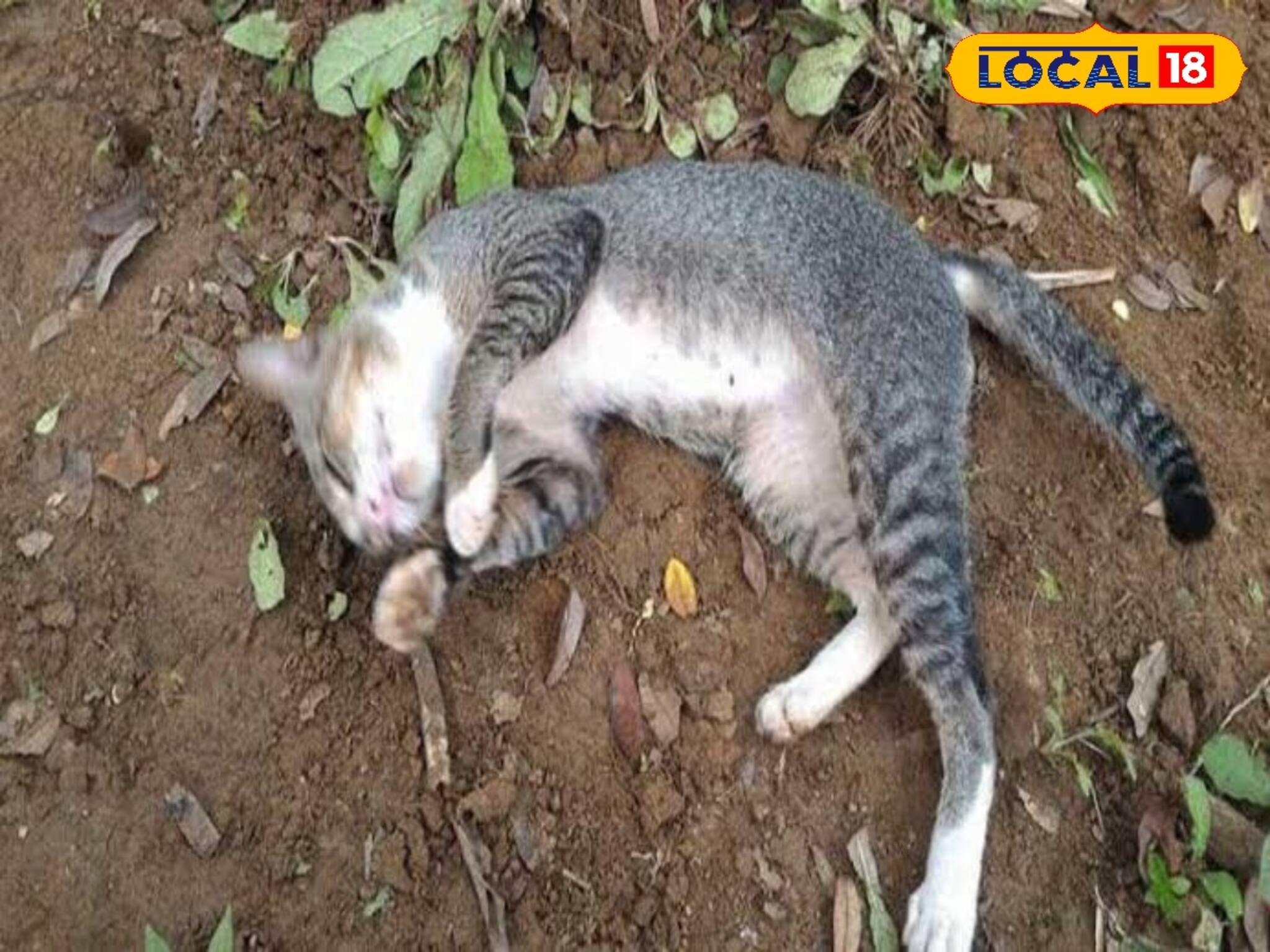 পোষ্য বিড়ালকে খুন করার অভি‌যোগ! হচ্ছে ময়না তদন্ত! তুলকালাম রায়গঞ্জে