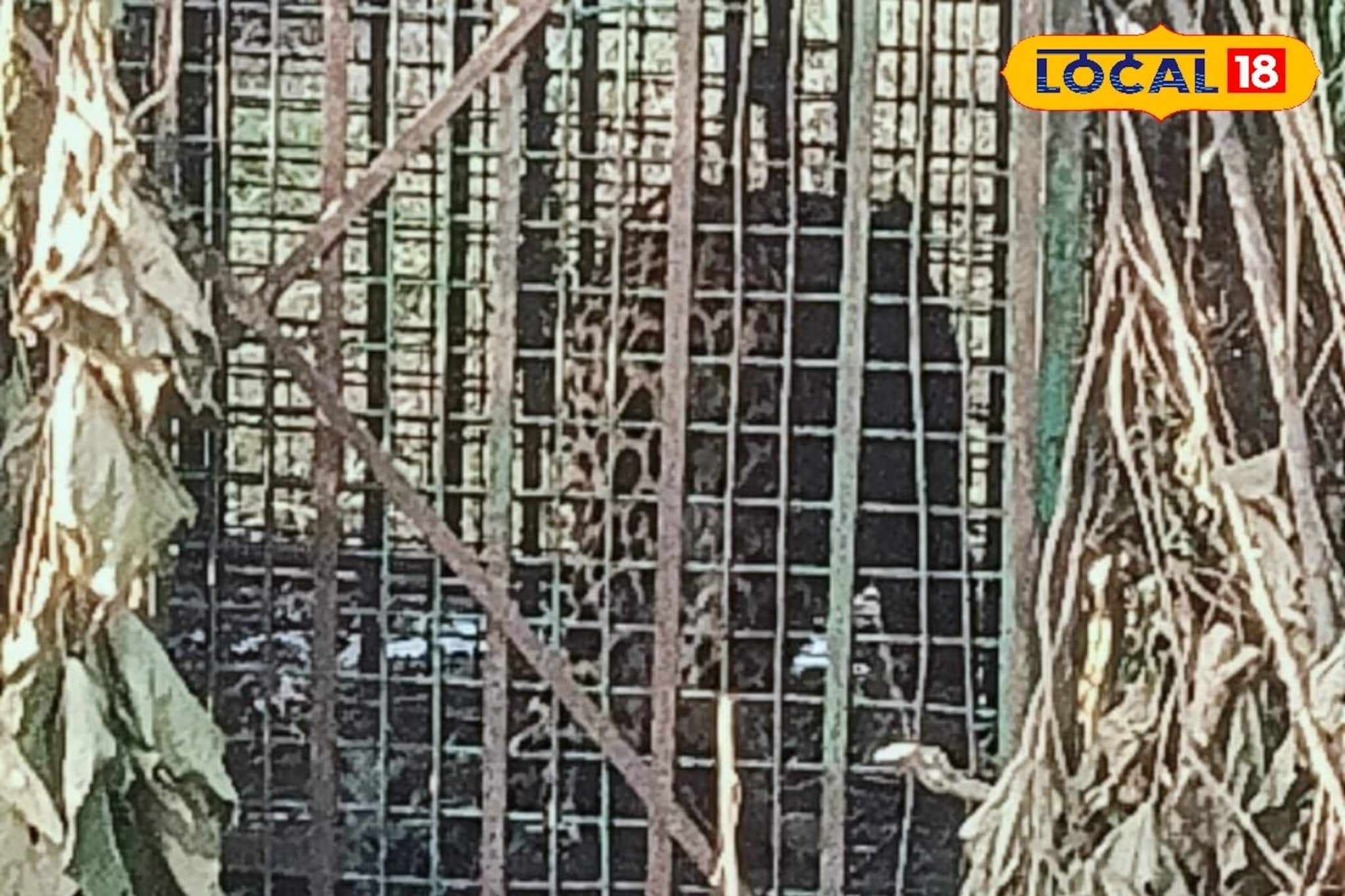 খাঁচা ভেঙে পালিয়ে গেল চিতাবাঘ! বানারহাটে ‌যা ঘটল অবাক আট থেকে আশি