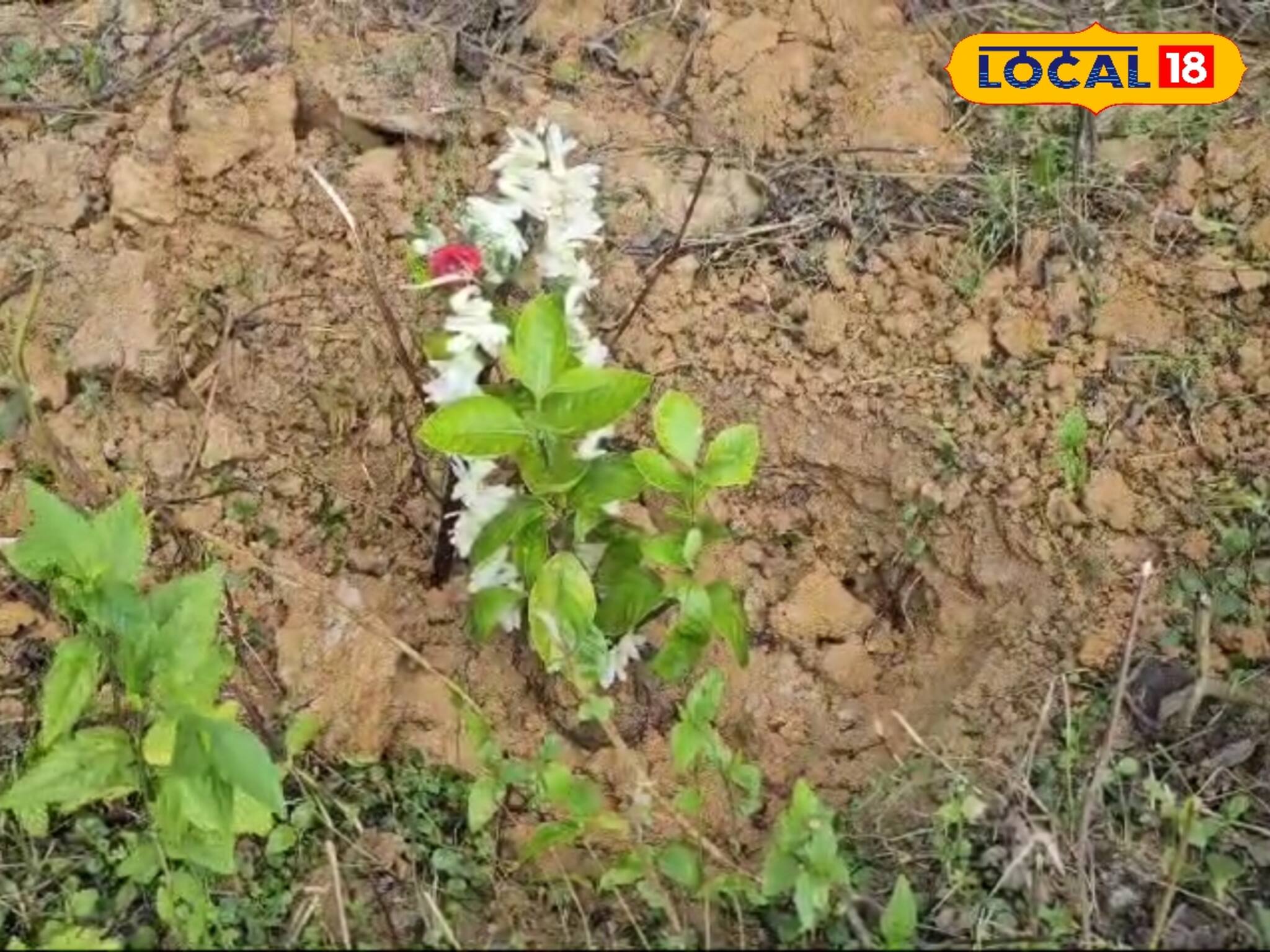 গন্ধরাজের সুগন্ধে বেঁচে থাকবেন তিলোত্তমা! বৃক্ষপ্রেমীদের অভিনব প্রতিবাদ,দেখুন