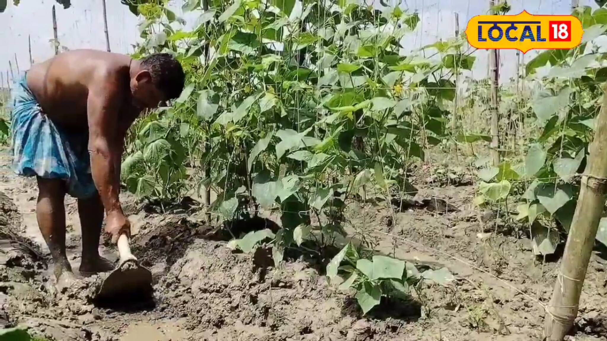 Agriculture News: কখনও বৃষ্টি কখনও রোদ! খামখেয়ালি আবহাওয়ায় ফসল বাঁচানোর সহজ উপায়