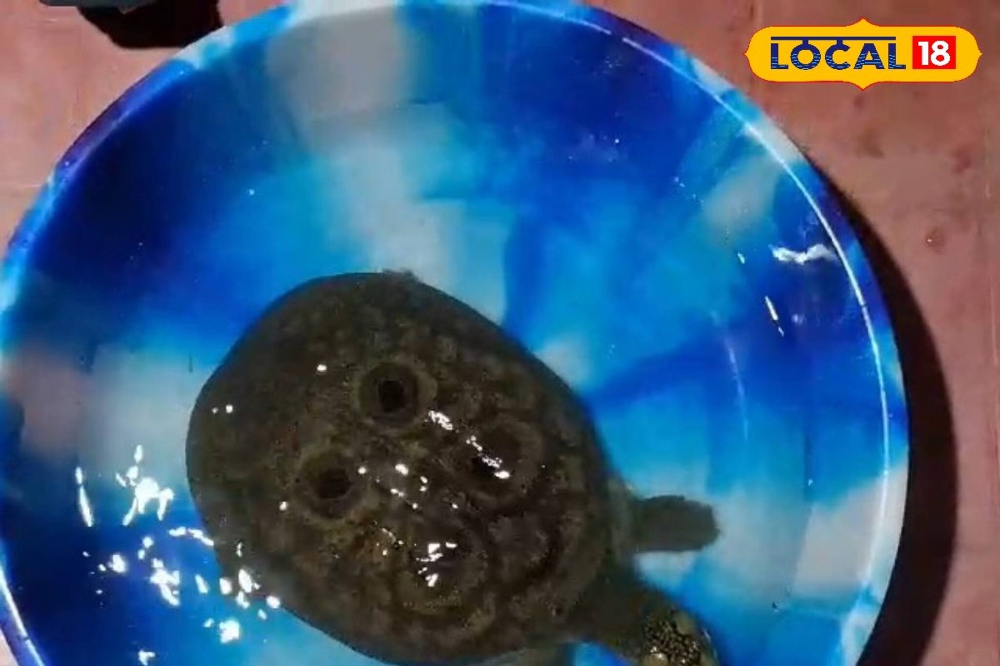 মুজনাই নদীর পাড় থেকে উদ্ধার হল কচ্ছপ 