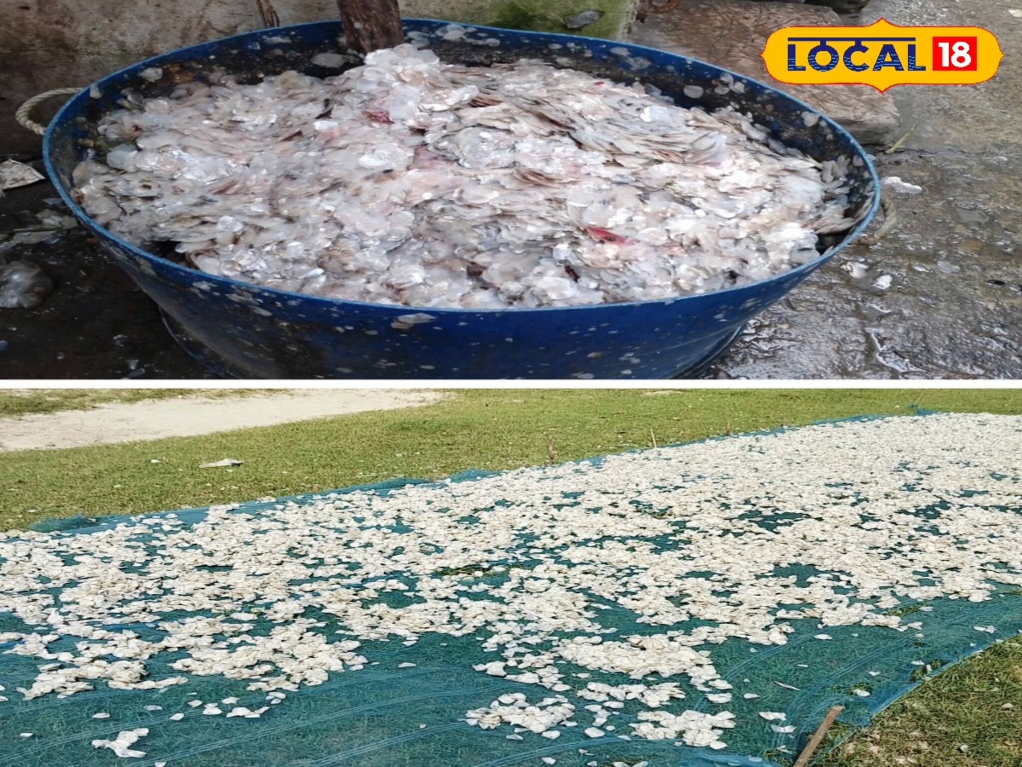 মাছের এই অংশ বিক্রি করেই হতে পারেন লাখপতি! সবটা জানলে চমকে ‌যাবেন