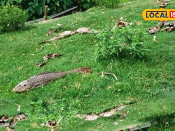 মরে