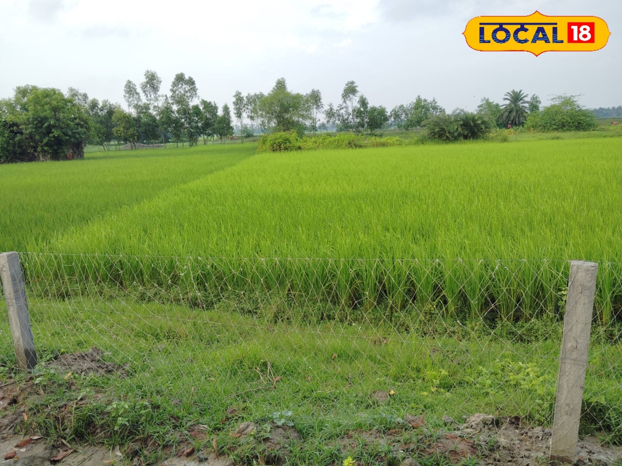 Agriculture News: কম জলে বেশি উৎপাদন! সুন্দরবন এলাকায় শুরু এসআরআই পদ্ধতিতে ধানচাষ