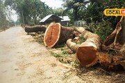  রাস্তা তৈরির অজুহাতে কুলপীতে কাটা পড়ল ৯০টা গাছ! প্রশাসনের দ্বারস্থ স্থানীয়রা