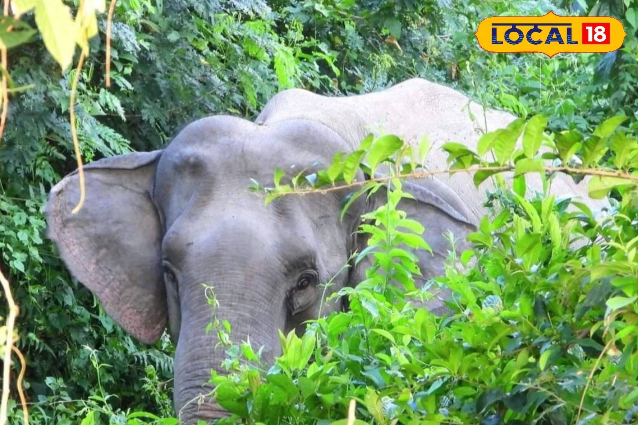 বুনো হাতির হামলায় আহত ব্যক্তি! গুরুতর অবস্থায় চিকিৎসাধীন, আতঙ্ক কালচিনিতে