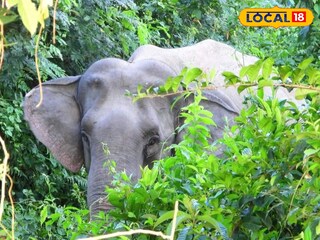 হাতি 