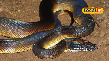 হোয়াইট লিপ